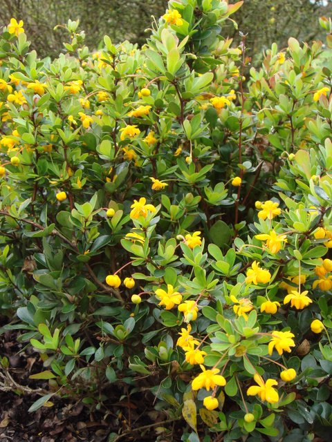 Berberis buxifolia 'Nana' P1A P12 P30 (2)
